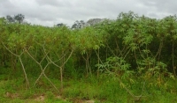 Elaboran mapa de aptitud de tierras para el cultivo de mandioca en Corrientes